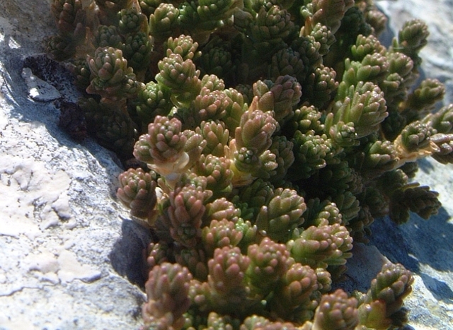 sedum? - Sedum cfr.acre